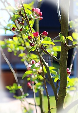 春天,樹,芽