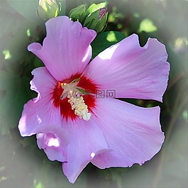 開花,性質(zhì),花