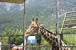 長頸鹿,動物園,生活的本質