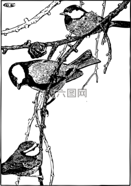 山雀,鳥,枝杈
