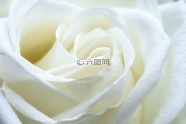 玫瑰,白,花