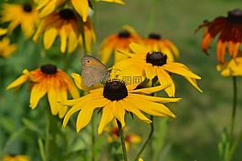 蝴蝶,rudbekia,rudbekie