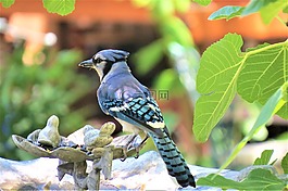 鳥,藍(lán)色,白