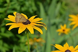 蝴蝶,rudbekia,rudbekie