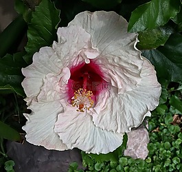 花,植物,葉