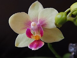 蘭花,花,時光