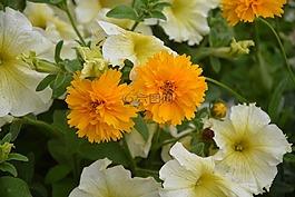 橙色的花,jardiniere,花園