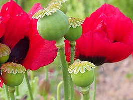 罂粟,poppyhead,红