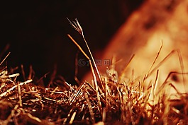 金,鮮花,性質(zhì)