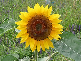 太陽花,蜜蜂,開花