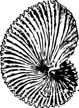 外殼,海,海洋