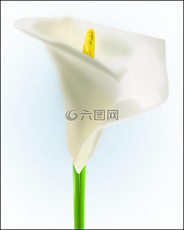 馬蹄蓮,白,花