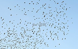 鳥,天空,藍(lán)色