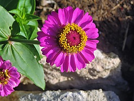 花,粉紅色,黃色