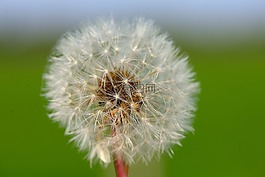 蒲公英,性質(zhì),花