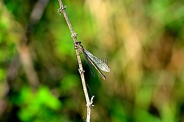 蜻蜓,昆虫,昆虫飞行