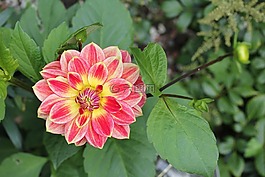花,大麗花,花園