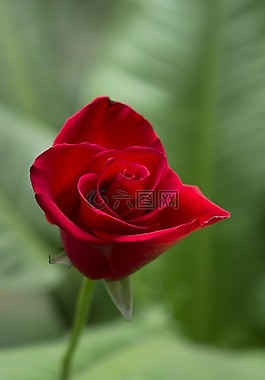 情感,玫瑰,紅色的玫瑰