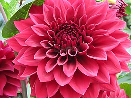 大麗花,花,粉紅色