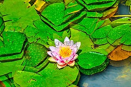 蓮花,性質(zhì),花園