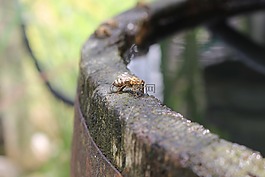 蜜蜂,水,桶