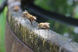 蜜蜂,水,桶