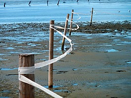 schlick,美国瓦茨,落潮