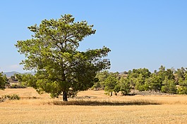 樹,景觀,原野