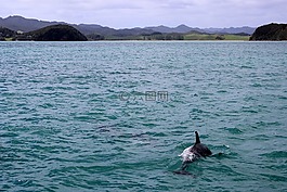 海,海豚,meeresbewohner