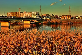 河,里德,日落