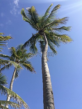 棕櫚樹,熱帶,天空