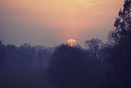 太陽,森林,樹