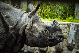 動(dòng)物園,犀牛,動(dòng)物