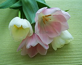 郁金香花束,粉紅色 白色,切花