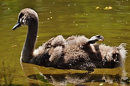 天鵝,年輕的動(dòng)物,鳥(niǎo)