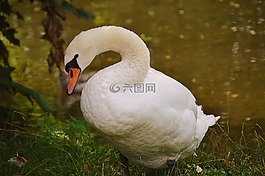 天鵝,鳥(niǎo),水域