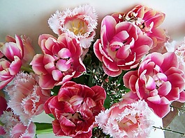 郁金香花束,粉红色的郁金香,切花