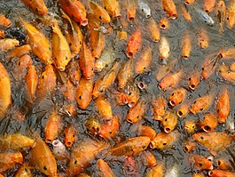 錦鯉,金魚,魚