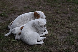 狗,小狗,小狗崽