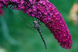 蜻蜓,自然,密蒙花