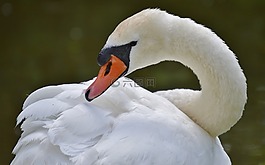 天鵝,鳥,水域