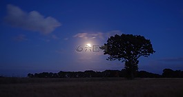 性質,樹,夜