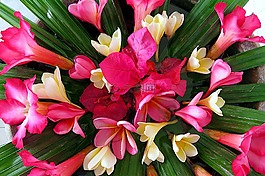 簕杜鹃,花,花束
