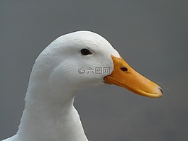 鴨,水禽,農場