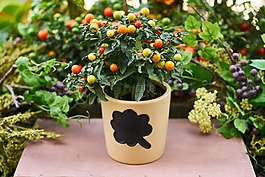 花卉,花盆,性质