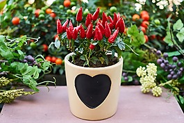 花卉,花盆,性质