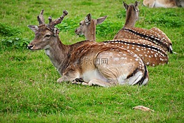 性質(zhì),鹿,野生