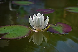 睡蓮,花,廠