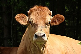 奶牛,鼻子,牛肉