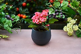 粉红色,花卉,花盆